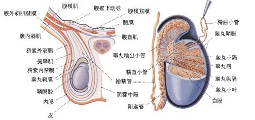 显微镜下附睾囊肿切除术—微创切除附睾囊肿